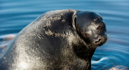 The Ladoga ringed seal resting on a stone. Close up portrait. Scientific name: Pusa hispida ladogensis. The Ladoga seal in a natural habitat. Ladoga Lake. Russia