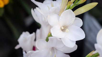 Beautiful group of white orchid flowers