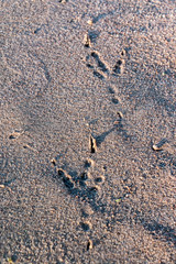 Bird Footprints in the Sand