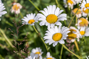 Fototapeta premium Wild Daisy