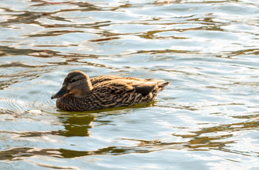 Duck