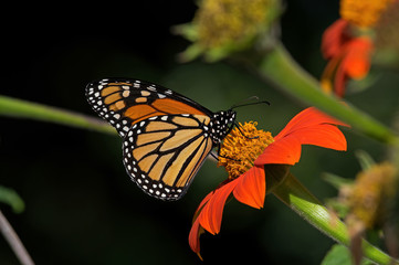 Monarch butterfly on Tithonia diversifolia or Mexican sunflower. The monarch is a milkweed butterfly in the family Nymphalidae and is threatened by severe habitat loss in much of the USA. 
