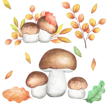 Autumn watercolor mushrooms with leaves. Decorative hand drawn illustration for design on a white background.