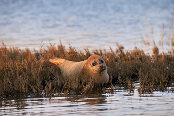 cute female seal (sea dog) is lying in the evening sunlight on a mud bank surrounded by brown...