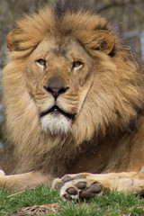 portrait of a lion