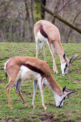 Impalas grazing
