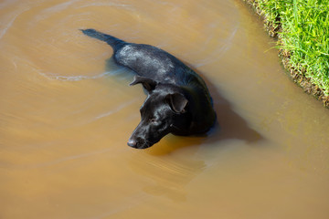 Fototapeta premium Dog swimming