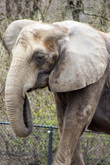 Fototapeta premium Elephant closeup