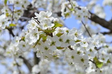 Pear flower in full bloom in spring