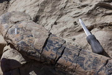 Large Dinosaur Bone © tamifreed