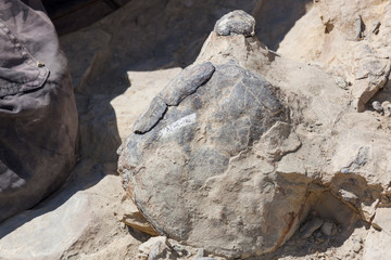 Digging Up Dinosaur Bones © tamifreed