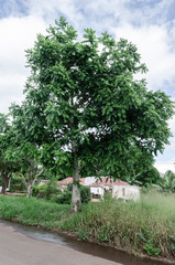 Fototapeta premium Cedar Tree