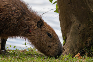 Capybara (Hydrochoerus hydrochaeris), largest rodent in the world, grazing in the Marapendi lagoon in Rio de Janeiro