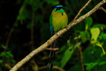 Bird Momotidae perched on a branch. Bird called 