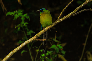 Bird Momotidae perched on a branch. Bird called 