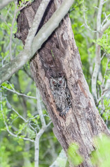 Western Screech-owl Megascops kennicottii 