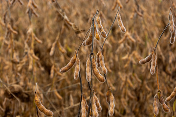 Ripe soy ready for harvest.