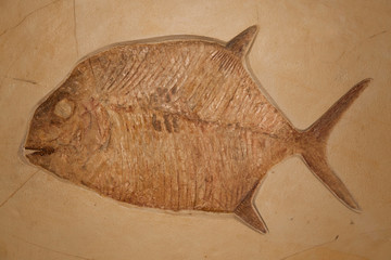 Gyrodus Crusher Fish Fossil