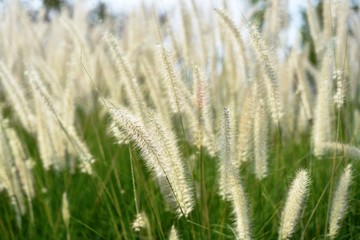 View of a flower field on a sunny day.