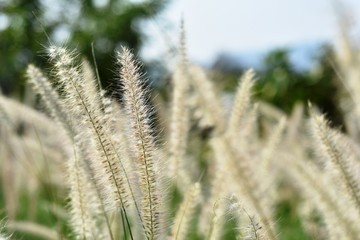 View of a flower field on a sunny day.