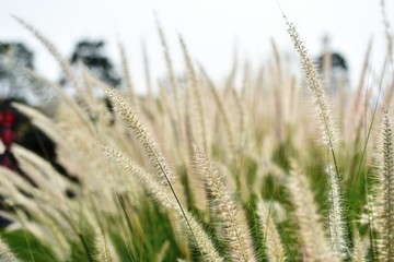 View of a flower field on a sunny day.