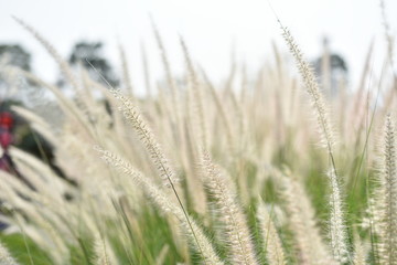 View of a flower field on a sunny day.	