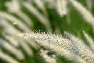 View of a flower field on a sunny day.