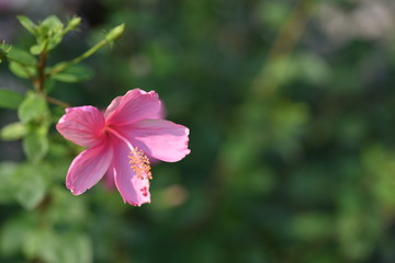 Colorful Flowers Garden Plumeria Flower Blooming 