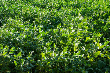 Soy plantation
