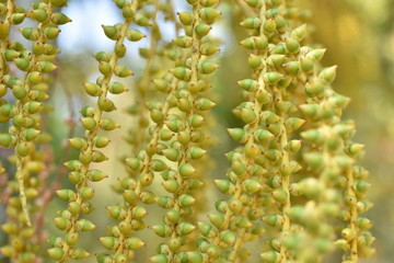 Small ripe betel nut
