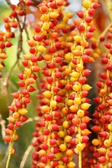 Small ripe betel nut