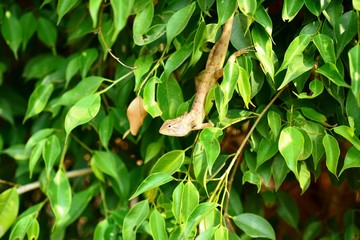 A chameleon perched on a green leaf