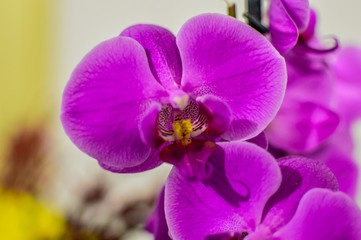 Orchid flower closeup taken indoors