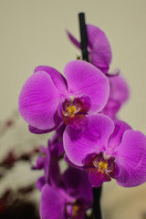 Orchid flower closeup taken indoors