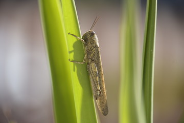 grasshopper