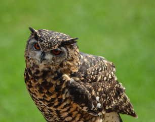 Great eagle owl isolated with copy space