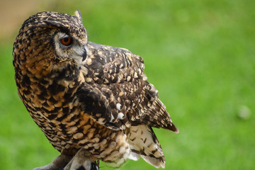 Great eagle owl isolated with copy space