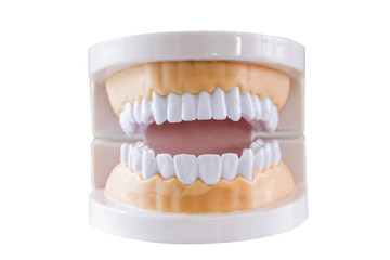 human teeth models for teaching knowledge with white background