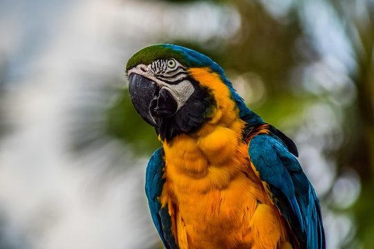 Blue and yellow or gold Macaw (Ara ararauna) , a talking parrot in a zoo
