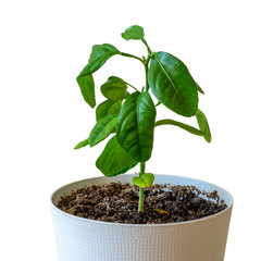 Green young lemon sapling in a pot