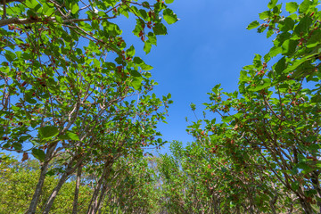 Mulberry tree in organic farm at Thailand