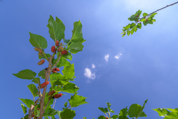 Mulberry tree in organic farm at Thailand