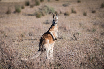 red kangaroo 1