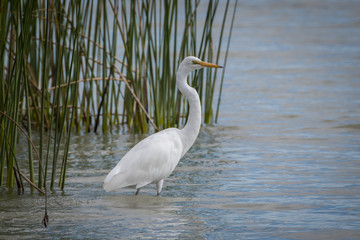 great egret