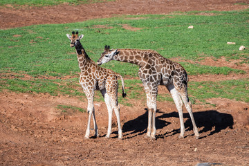giraffes
