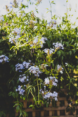 blue Plumbago auriculata plant with plenty of flowers outdoor in sunny backyard