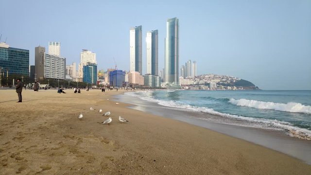 Seagulls in Haeundae Beach, Busan, South Korea Asia.