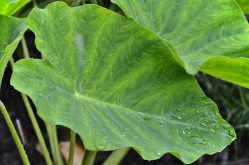 Elephant Ear