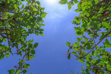 Mulberry tree in organic farm at Thailand