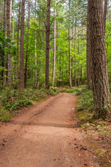 Obraz premium Fragment of Spectacle Lake Provincial Park trail in Vancouver, Canada.